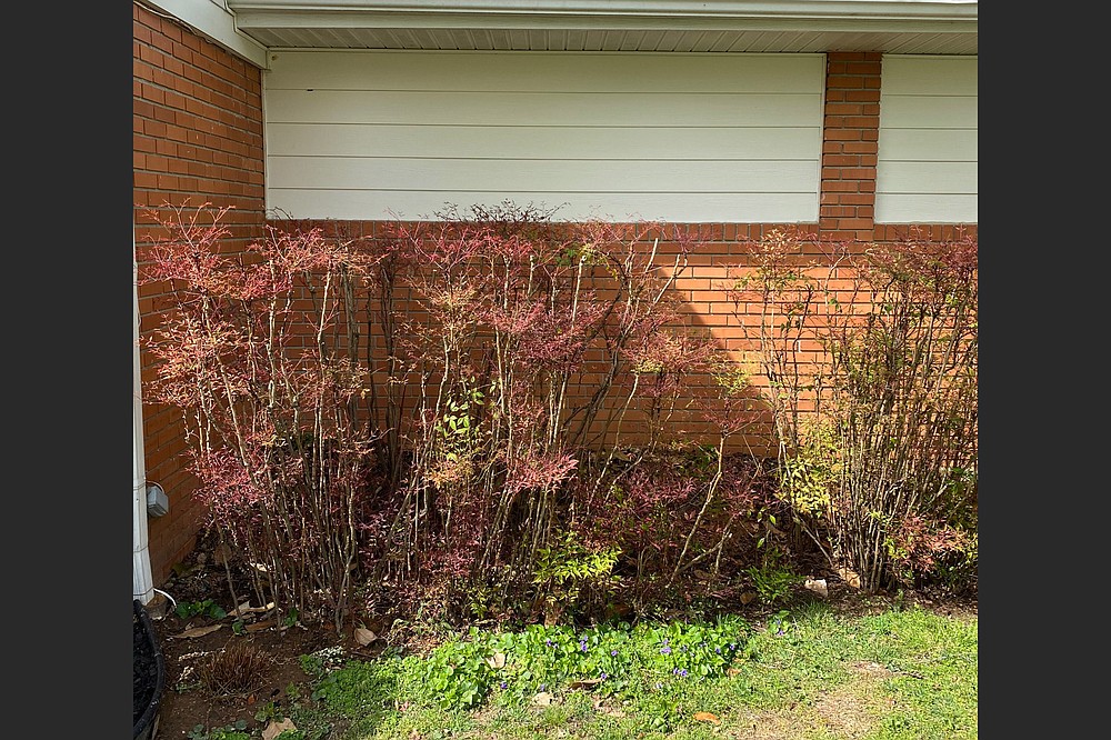 To encourage Nandinas to leaf out lower in the shrub, cut a few canes at the soil line. (Special to the Democrat-Gazette)