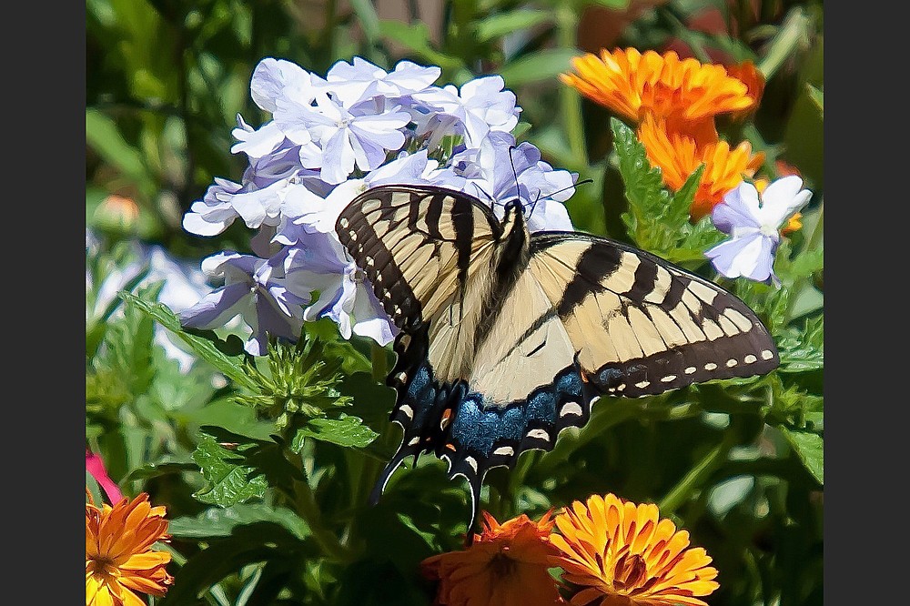 The female Eastern Tiger Swallowtail sports blue on the bottom wings which seems to echo the colors of the Superbena Stormburst blossoms. (TNS/Norman Winter)