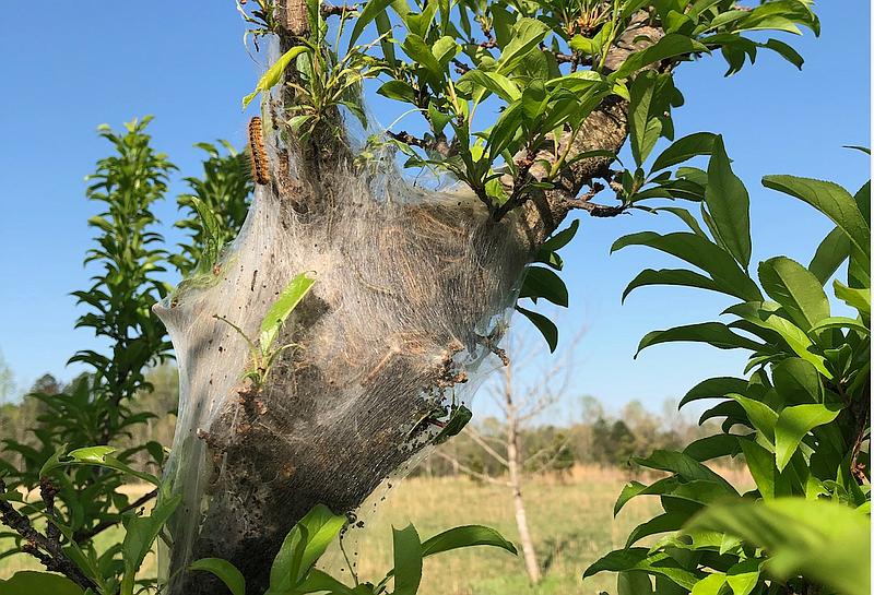 A silk tent made by eastern tent caterpillars shown in a tree in Montgomery County. (Myles Overton/Special to the Arkansas Democrat-Gazette)