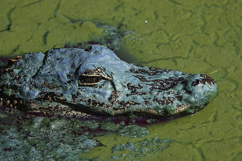 An alligator floats in an algae bloom in Lake Okeechobee near the Pahokee Marina, Monday, April 26, 2021. Similar algae blooms in the lake in 2016 and 2018 led to red tides on both Florida coasts when water is released from the lake in anticipation of hurricane season. (Joe Cavaretta/South Florida Sun-Sentinel via AP)