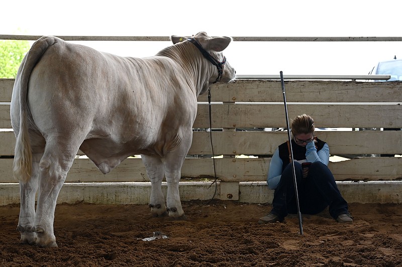 Baylie Claw, 18, waits for her turn to show her cow during the Arkansas State Fair Spring Show at the State Fairgrounds on Saturday, May 1, 2021. 4-H students spent the past three days showing cattle, goats, rabbits, and poultry they have raised during the competition. See more photos at arkansasonline.com/52spring/..(Arkansas Democrat-Gazette/Stephen Swofford)