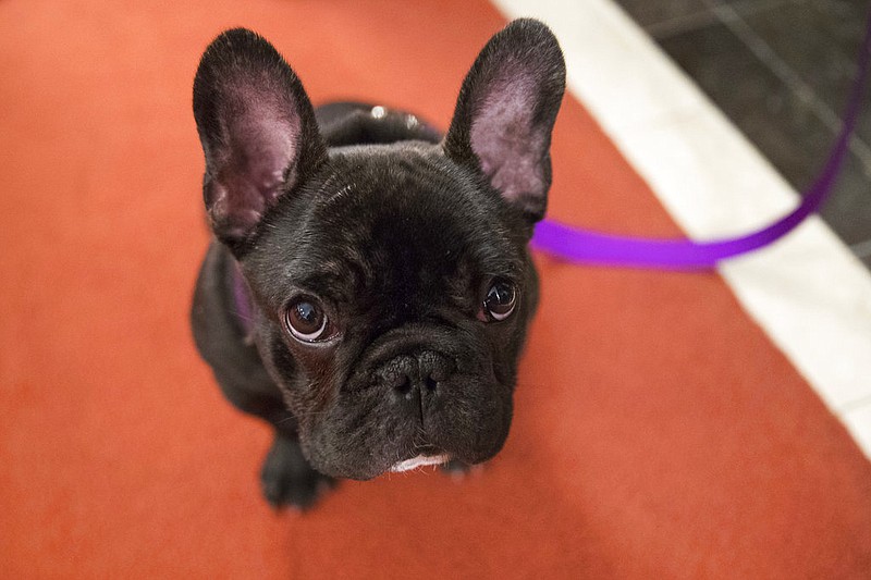 Pua, a 5-month old French bulldog, poses for photographers at the American Kennel Club headquarter in New York in this March 28, 2018, file photo. (AP/Mary Altaffer)