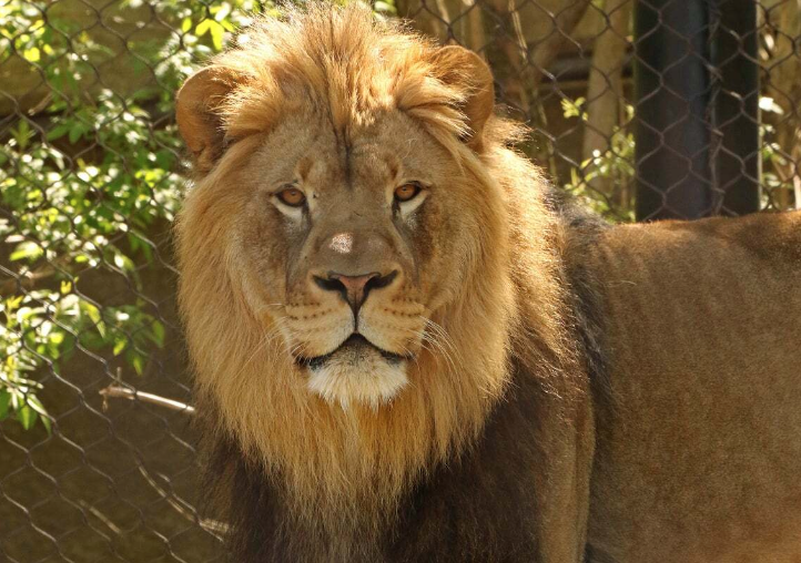 Little Rock Zoo Introduces 4 Year Old Lion As Newest Resident