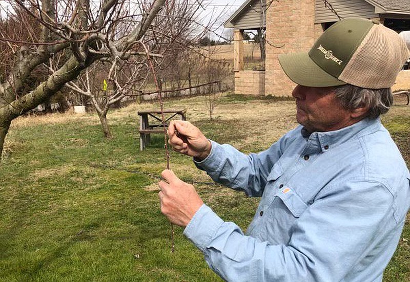 Kenny Drewry of Drewry Farm and Orchard at Dover examines his fruit trees for damage after the record cold and snowfall in February.
(Special to The Commercial/Phil Sims, U of A System Division of Agriculture)
