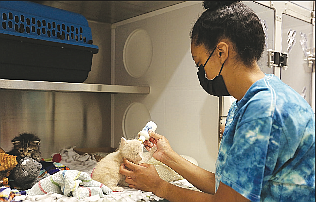 Trinity Rodriguez, caretaker at the Springdale Animal Shelter and Adoption Center, bottle feeds a young kitten April 23 at the shelter. The city has spent most to the $200 million it received from the 2018 bond program. One of the  nished projects is the shelter. Go to nwaonline.com/210509Daily/ and nwadg.com/ photos for a photo gallery.
(NWA Democrat-Gazette/David Gottschalk)
