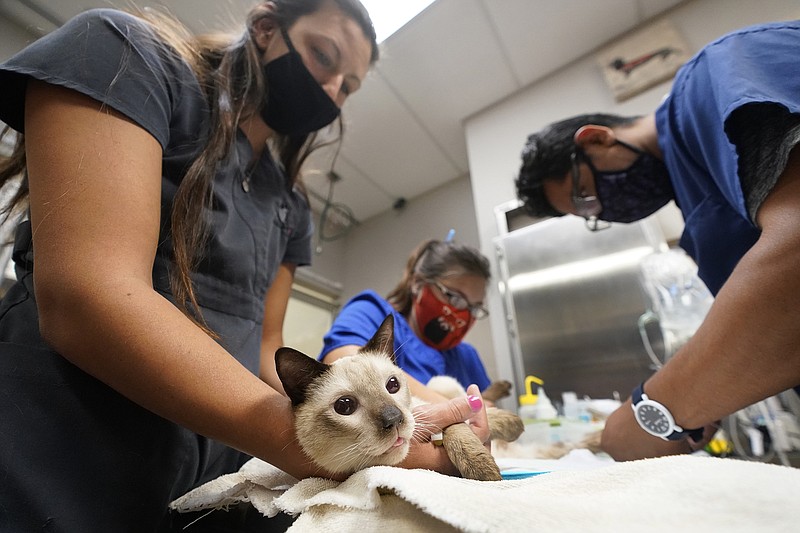 Personnel keep a cat calm during an office visit recently at a veterinary specialty hospital in Palm Beach Gardens, Fla. About 12.6 million U.S. households got new pets last year during the pandemic.
(AP/Wilfredo Lee)