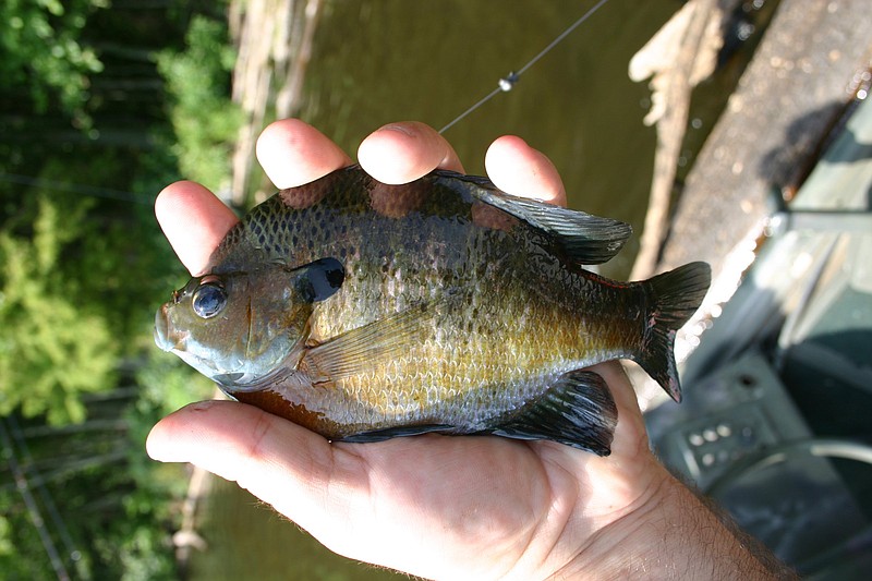 Bluegill fishing: How and where to catch the popular fish species