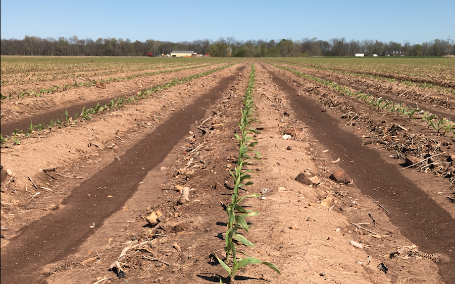 Planting of crops racing forecast