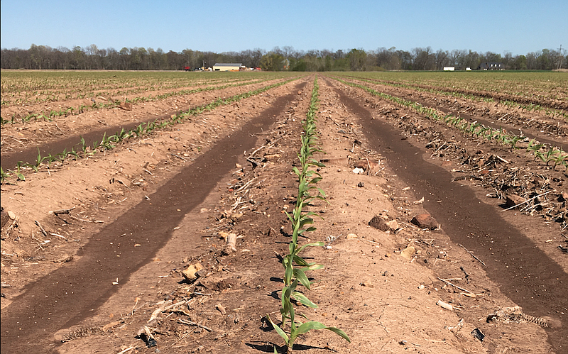 The wet spring has made planting time a hit-or-miss proposition for farmers. In this file photo, early planted soybeans are shown popping up in a Jefferson County field. (Courtesy of UA Cooperative Extension/Kurt Beaty)