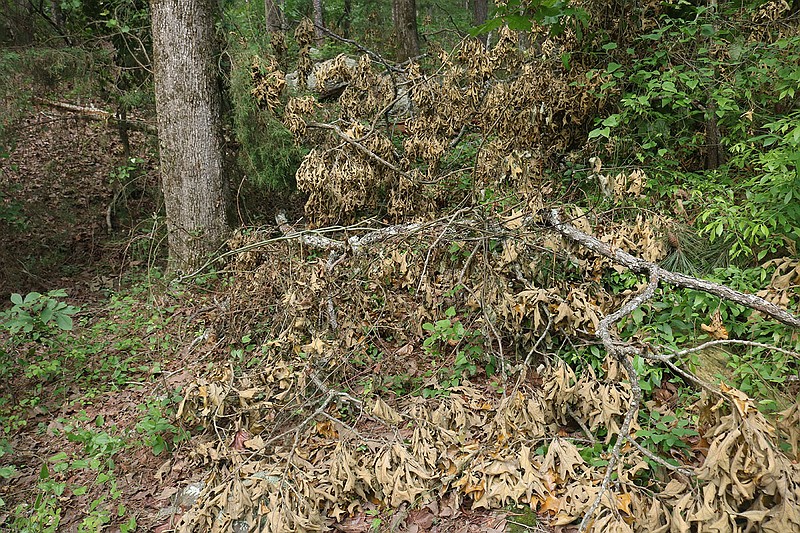 Trees along the Ouachita Trail stand bare with their branches cut off and dropped to the floor below. Nearby Resident and founder of FamilyLife Dennis Rainey is under investigation by the Pulaski County Sheriff's Office for criminal mischief in the damaging of the forest...(Arkansas Democrat-Gazette/William Sanders)