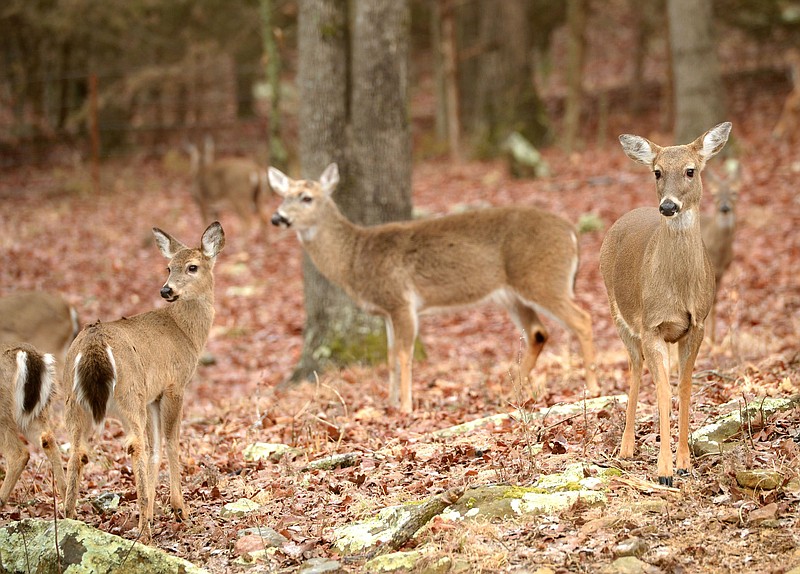 To help maintain overpopulation of white-tailed deer in their areas, Bull Shoals, Cherokee Village, Fairfield Bay, Heber Springs, Helena/West Helena, Horseshoe Bend, Hot Springs Village, Lakeview and Russellville hold controlled, archery-only hunts within their incorporated limits.
(NWA Democrat-Gazette/Andy Shupe)