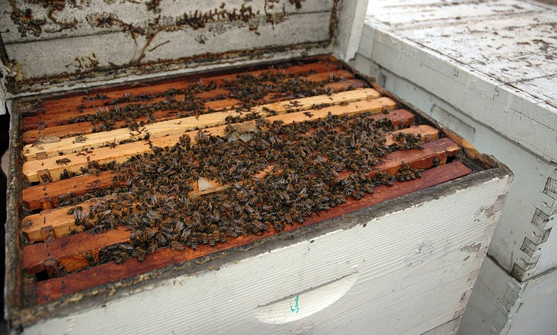 Bees from Coy's Honey Farm are shown in this February 2016 file photo. Richard Coy, a co-owner of Coy’s Honey Farm, told the Arkansas Democrat-Gazette in January 2019 that he had begun moving some 13,000 hives from 260 sites in eastern Arkansas to the Gulf Coast of Mississippi because of dicamba damage to vegetation crucial to bees’ ability to pollinate. (Arkansas Democrat-Gazette file photo)
