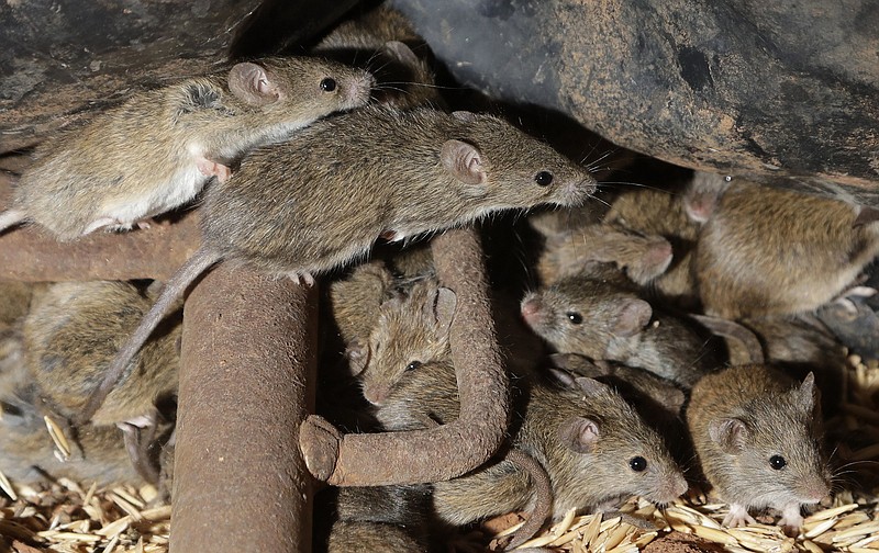 Mice scurry through stored grain on a farm near Tottenham, Australia. Vast tracts in Australia’s New South Wales state are being threatened by a mouse plague that the state government describes as “absolutely unprecedented.”
(AP/Rick Rycroft)