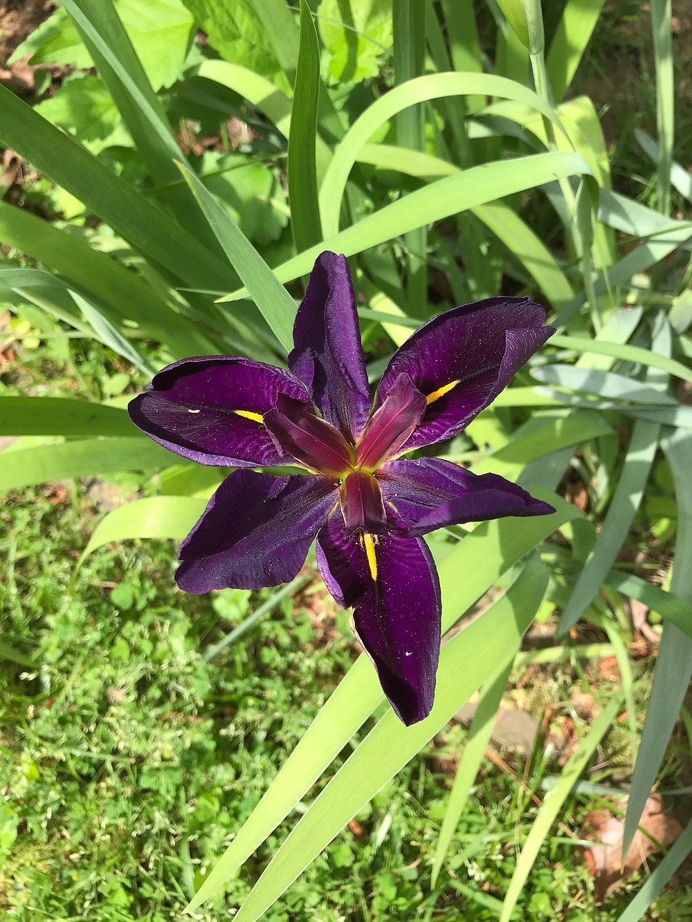 Black 21 iris Iris black