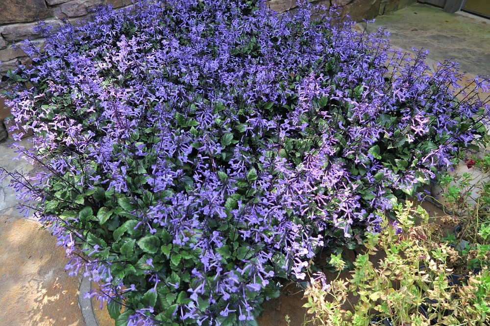 Mystery plants, iris, ginger and plectranthus