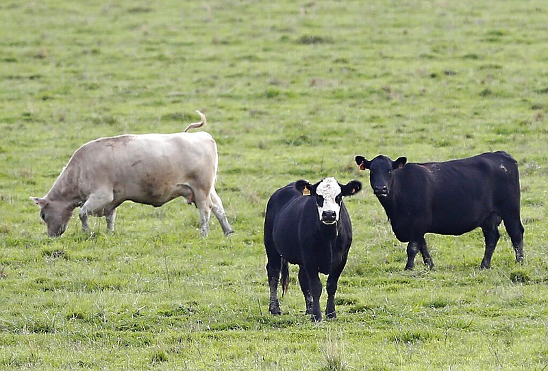 Cattle graze in a field near Sacramento, Calif., in this Oct. 7, 2015, file photo. (AP/Rich Pedroncelli)