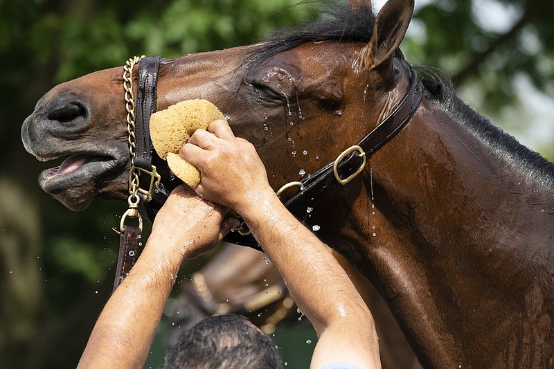 Belmont Stakes entrant Rombauer gets washed down after a workout earlier this week. Rombauer will attempt to become the first horse not trained by Bob Baffert to win the Preakness and the Belmont since Afleet Alex in 2005.
(AP/John Minchillo)