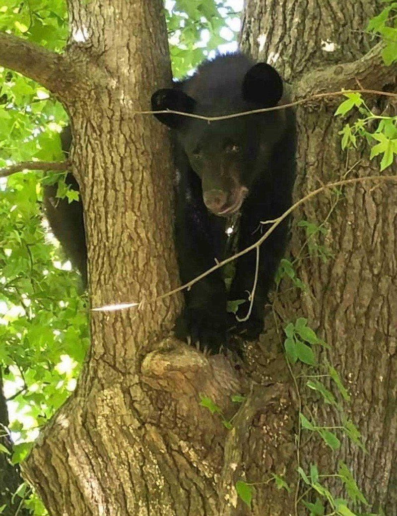 A black bear is seen in a tree on Olive Street in Camden. The bear was later captured by the Arkansas Game and Fish Commission and relocated. (Contributed)