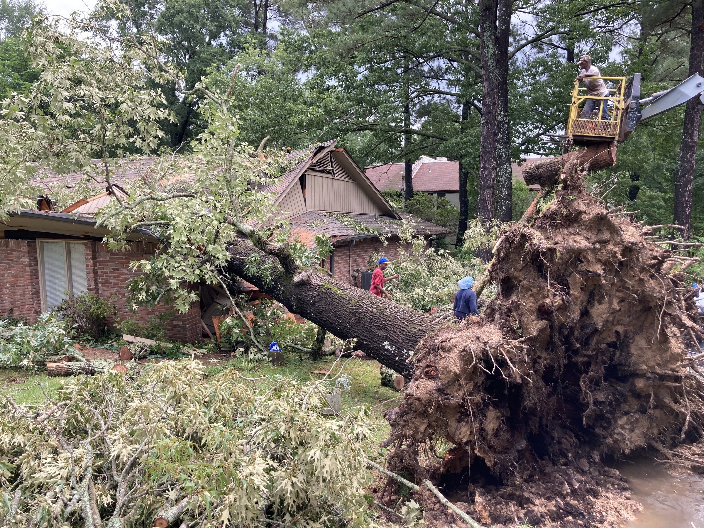 For area home, trees strike twice