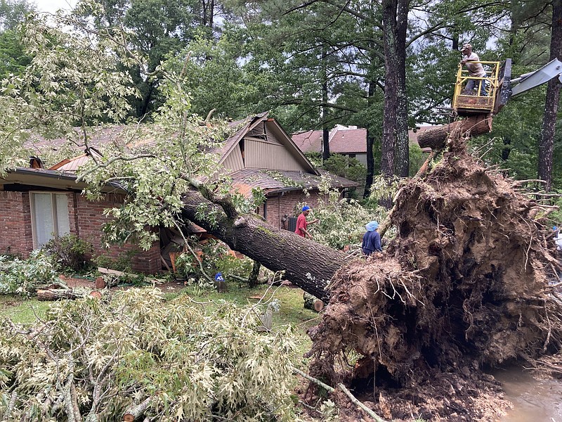 This oak tree fell Monday afternoon severely damaging a home on Cherry Street. 
(Pine Bluff Commercial/Byron Tate)