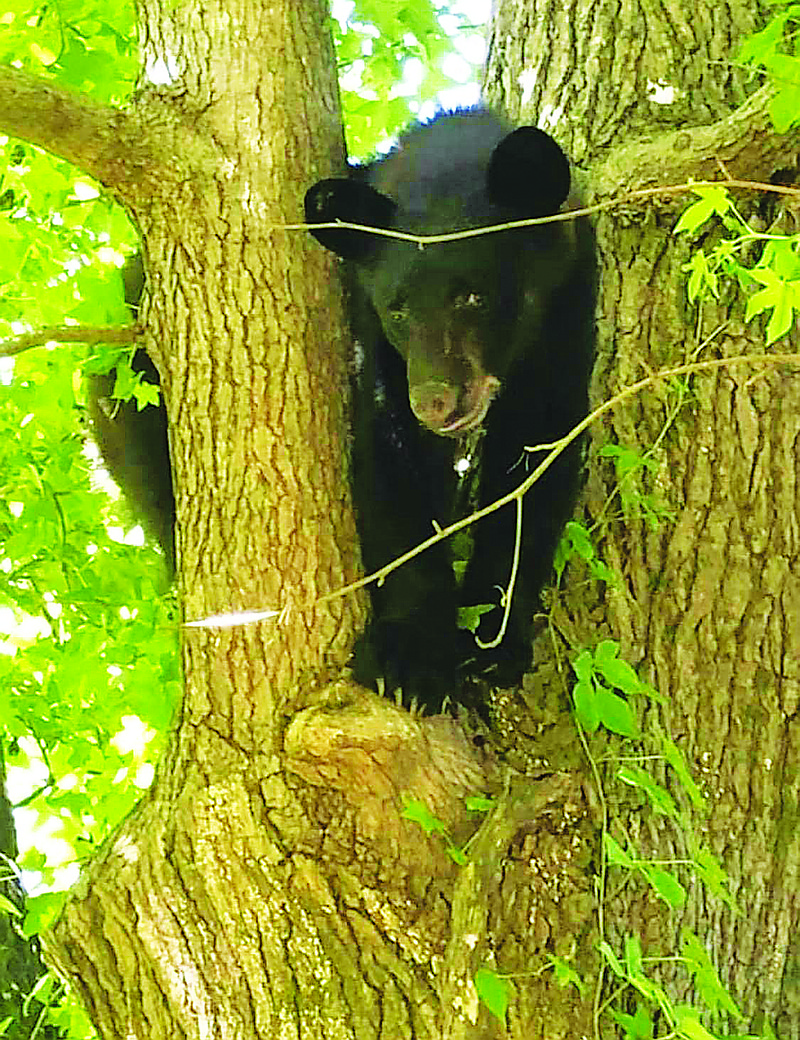 black-bear-found-in-camden-relocated