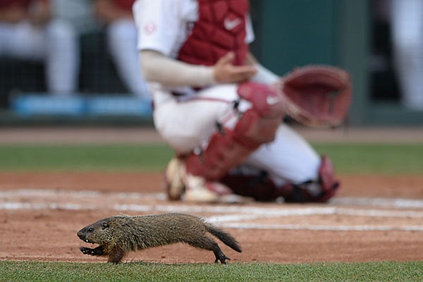 WholeHogSports - Arkansas has baseball's toughest regional field