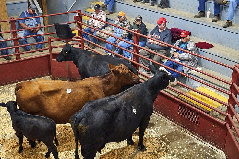 Prospective buyers view cattle at the Wahoo (Neb.) Livestock Sales cattle auction in this Sept. 18, 2020, file photo. (AP/Nati Harnik)