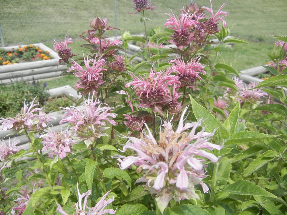 Mystery Monarda Artemesia And Blue Star Creeper