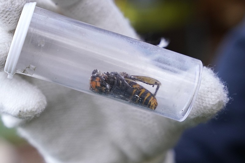 FILE - In this Oct. 24, 2020 file photo a Washington State Department of Agriculture worker displays an Asian giant hornet taken from a nest, in Blaine, Wash. Scientists have found a dead Asian giant hornet north of Seattle, the first so-called murder hornet found in the state this year, federal and state investigators said Wednesday, June 16, 2021. (AP Photo/Elaine Thompson,File)