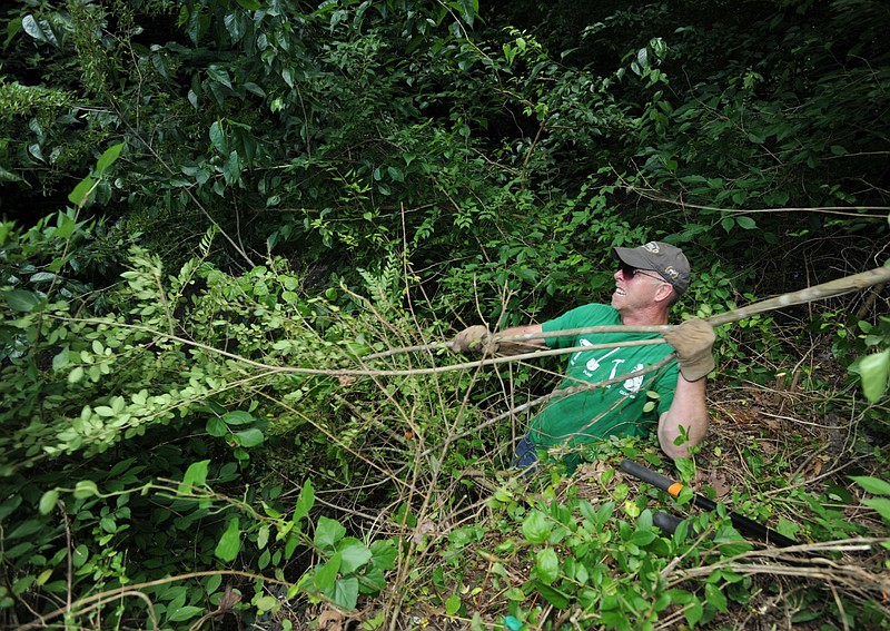Justin Taylor, environmental educator for the city of Fayetteville, pulls a Chinese privet after cutting it down in this June 9, 2016, file photo. Taylor was helping to remove invasive species of plants along Town Branch in Greathouse Park in Fayetteville. (NWA Democrat-Gazette file photo)