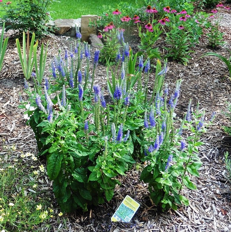 Gladiolus, Veronica, Texas Sage and a groundcover Vitex