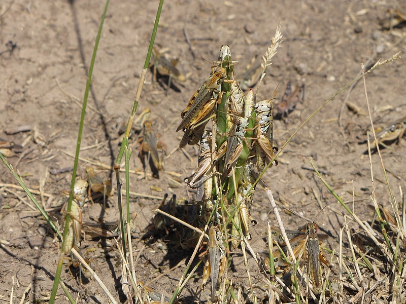 Grasshoppers cover a plant in this undated handout photo provided by the U.S. Department of Agriculture. Federal agriculture officials are starting what could be the largest grasshopper-killing campaign since the 1980s amid an outbreak of the drought-loving insects that cattle ranchers fear will strip bare public and private rangelands.
(AP)