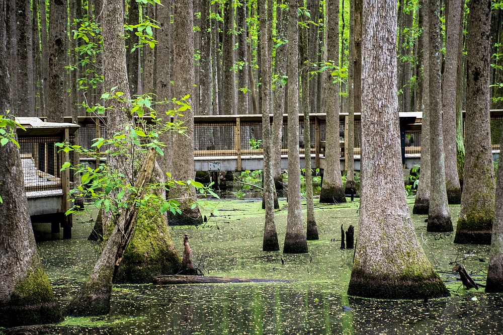 louisiana purchase state park        
        <figure class=