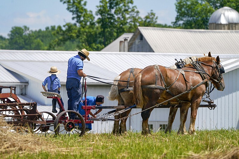 People in Amish country prepare a horse team to work on a farm in Pulaski, Pa., Wednesday, June 23, 2021. The vaccination drive is lagging far behind in many Amish communities across the U.S. following a wave of virus outbreaks that swept through their churches and homes during the past year. ​(AP Photo/Keith Srakocic)