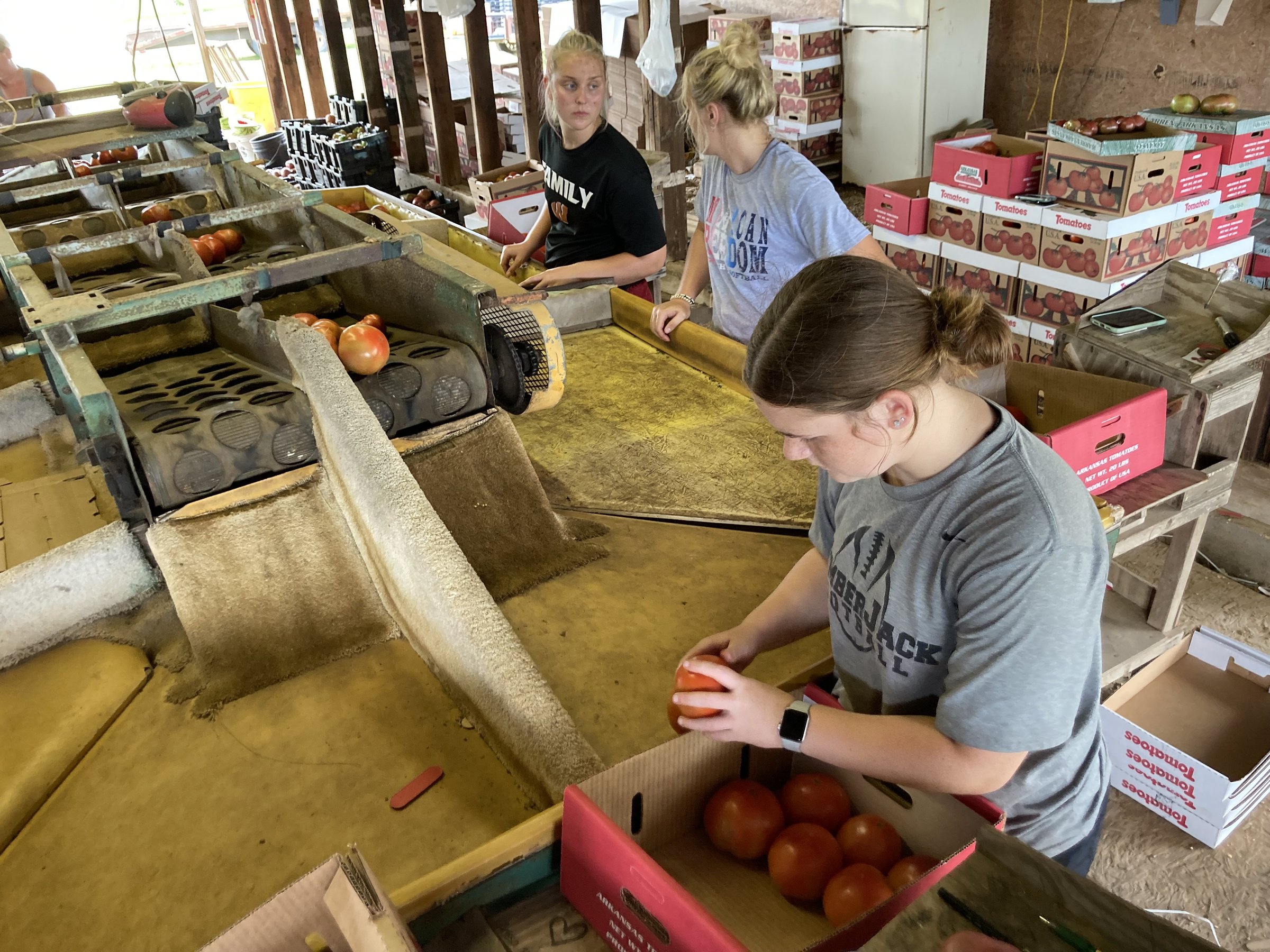 Farmers’ tomato tactics shift