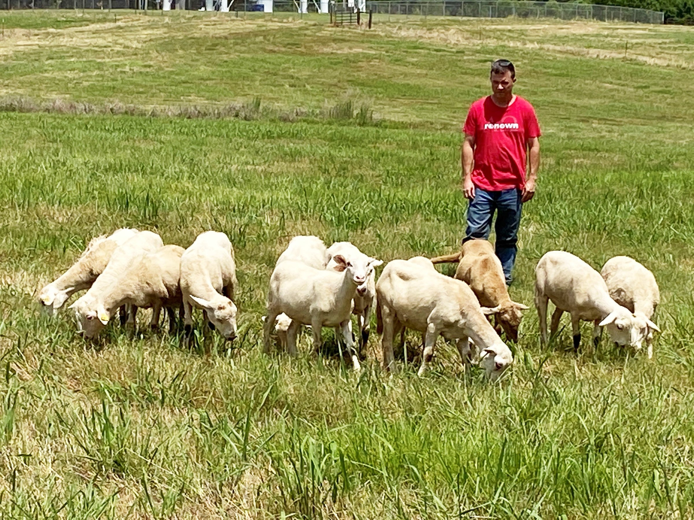 Sheep herd at UAM gives courses new opportunities