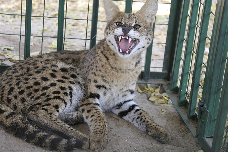 A wild cat known as a serval is held in a cage at the headquarters of the South Sudan Wildlife department in Juba, southern Sudan, in this Oct. 11, 2007, file photo. (AP/Alfred de Montesquiou)