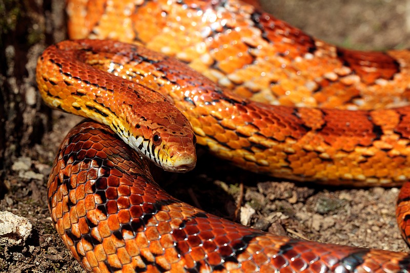 Snake files: Do we really need snakes?