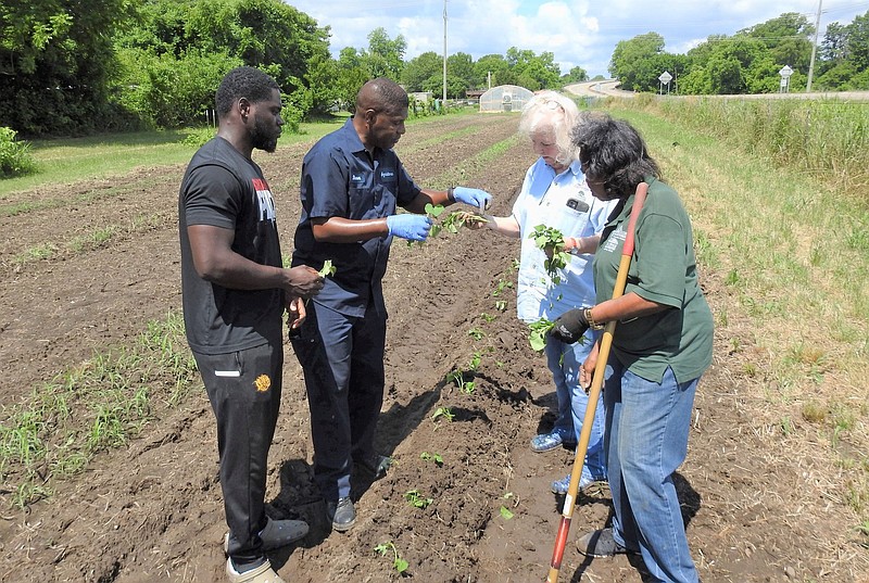 Shaun Francis, Extension horticulture specialist at the University of Arkansas at Pine Bluff (second from left) and Danniel Bailey, UAPB student worker (far left), help the Jefferson County Master Gardeners set up a sweet potato plot. 
(Special to The Commercial/University of Arkansas at Pine Bluff)
