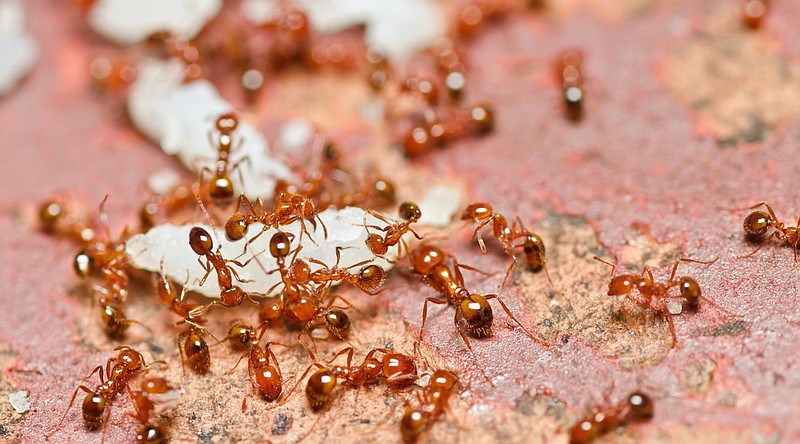 Fire ants are shown in this undated courtesy photo.