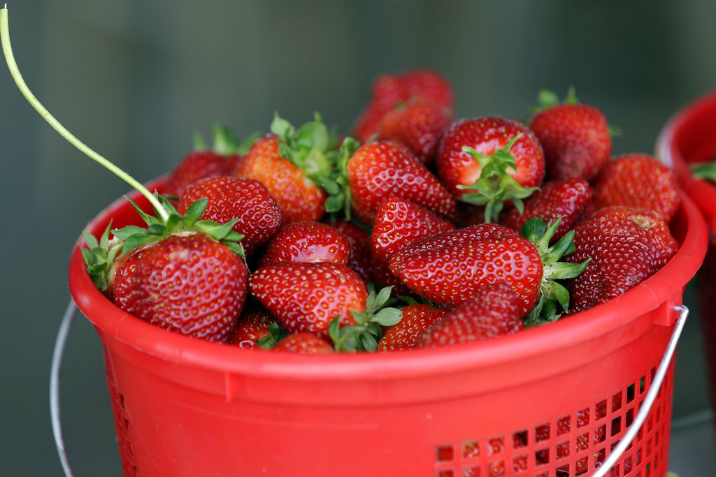 Part 4 of strawberry plasticulture series set for July 29