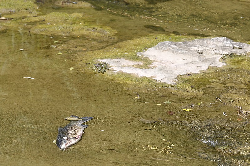 Dead fish surface Wednesday in Spring Creek just north of downtown Springdale. A city employee Wednesday morning found thousands of dead fish and noticed a smell of ammonia in the creek.
(NWA Democrat-Gazette/David Gottschalk)