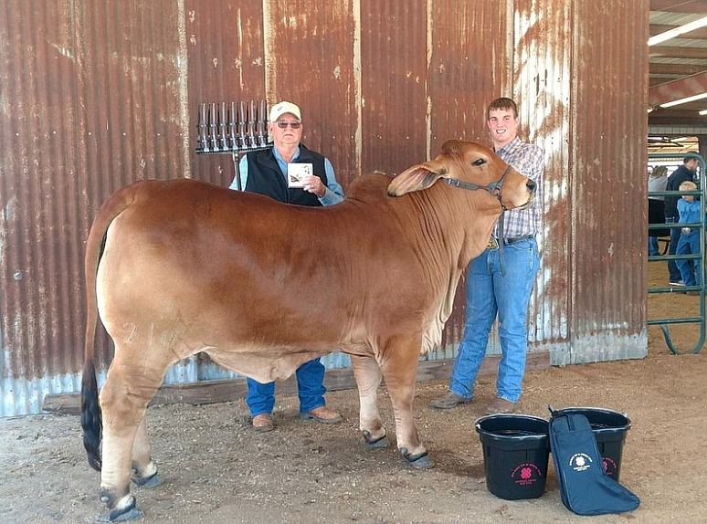 Arkansas freshman offensive lineman Cole Carson has helped on his grandfather’s cattle ranch for most of his life. At the age of 10, he started showing cattle at stock shows around Texas.
(Submitted photo)