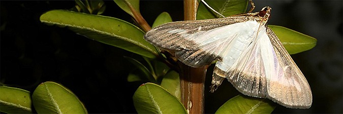 Adult Box Tree Moths’ wingspan is 1.5 to 1.75 inches.