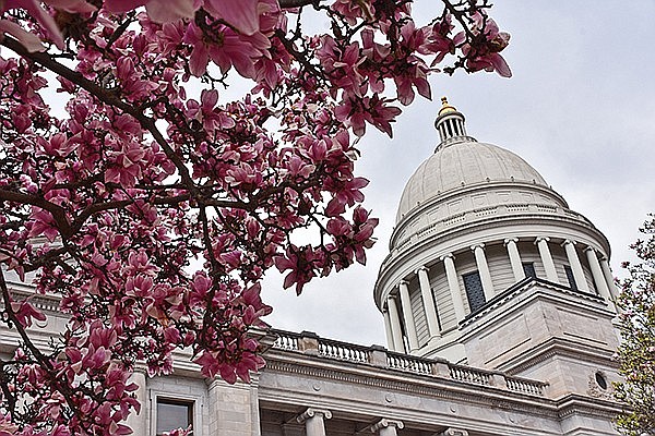 Magnolia trees bloom around the Arkansas State Capitol building Thursday, March 18, 2021 in Little Rock. (File photo)