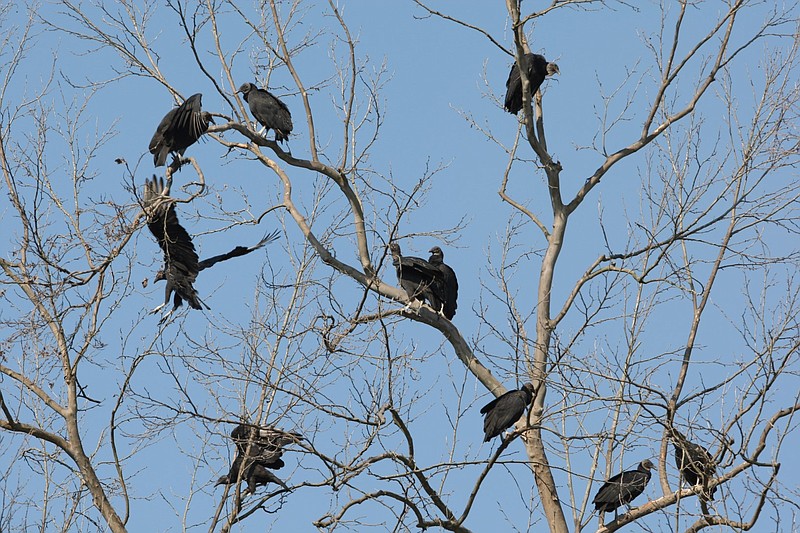 Black vultures roost in a tree near Snowball in Searcy County in this September 2007 file photo. (Arkansas Democrat-Gazette file photo)