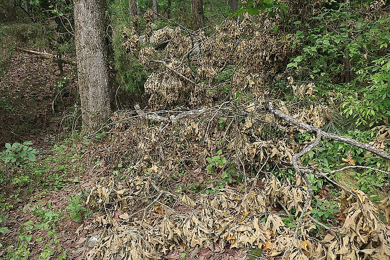 Trees along the Ouachita Trail stand bare with their branches cut off and dropped to the floor below. Nearby resident and founder of FamilyLife Dennis Rainey is under investigation by the Pulaski County Sheriff’s Office for criminal mischief in the damaging of the forest. (Arkansas Democrat-Gazette/William Sanders)