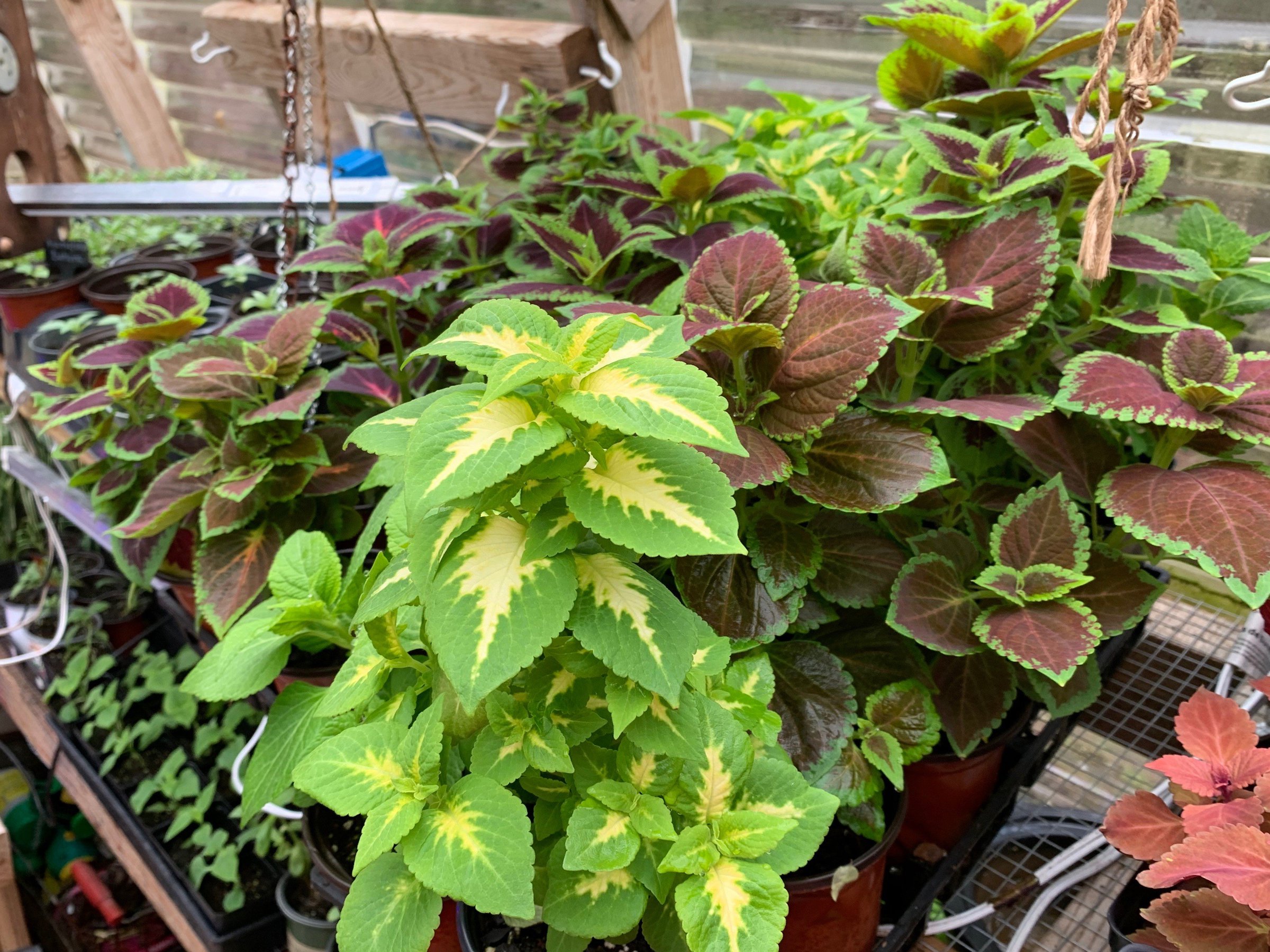 Master gardeners set Zoom classes for fall