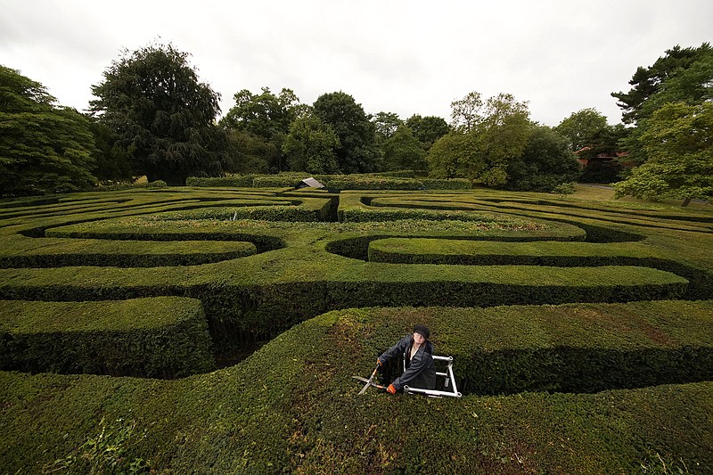 Gardener Gemma Hearn makes a final trim on the Hampton Court Maze before its reopening to the public today at Hampton Court Palace in southwest London. The maze, first planted in 1689 and the oldest hedge maze in Britain, has been closed since the beginning of the coronavirus outbreak in March 2020. Three gardeners have been trimming on it for two weeks ahead of the reopening.
(AP/Matt Dunham)