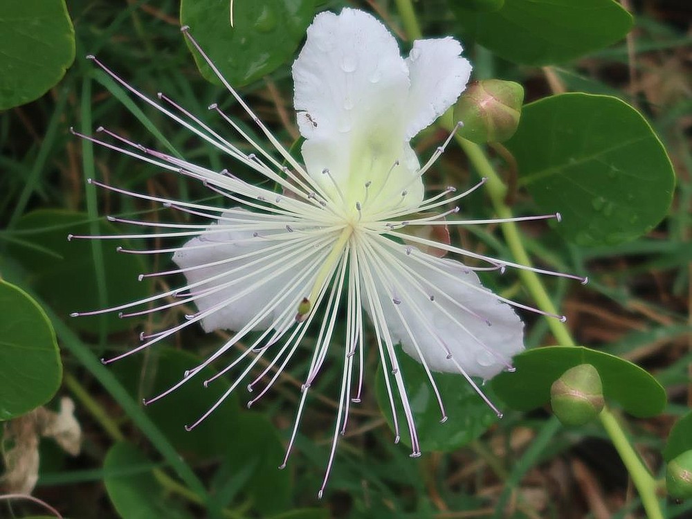 Mystery Plants Caper Iresine And Plume Flower